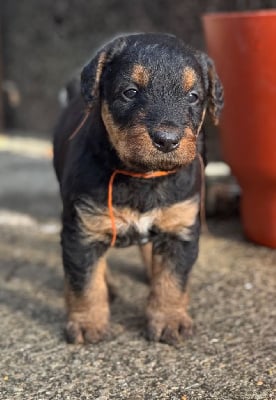 Les chiots de Airedale Terrier