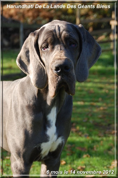 Publication : de la Lande des Géants Bleus Auteur : Elodie COTEL