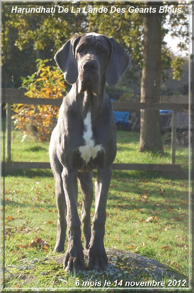 Publication : de la Lande des Géants Bleus Auteur : Elodie COTEL