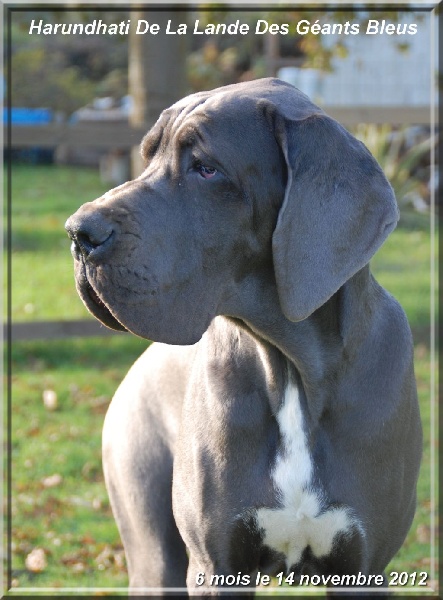 Publication : de la Lande des Géants Bleus Auteur : Elodie COTEL