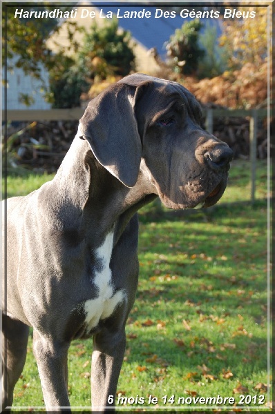 Publication : de la Lande des Géants Bleus Auteur : Elodie COTEL