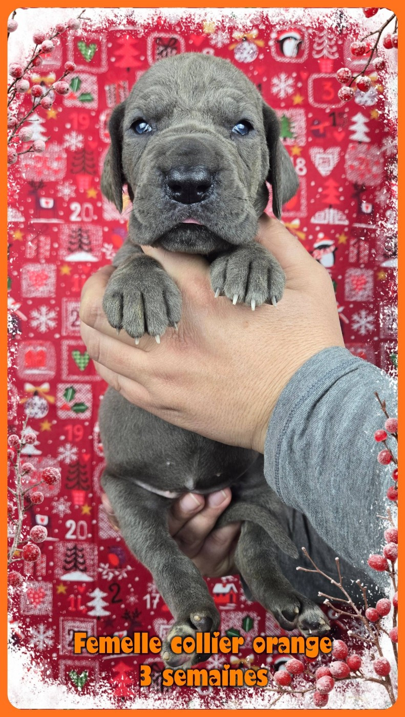 Dogue allemand - de la Lande des Géants Bleus