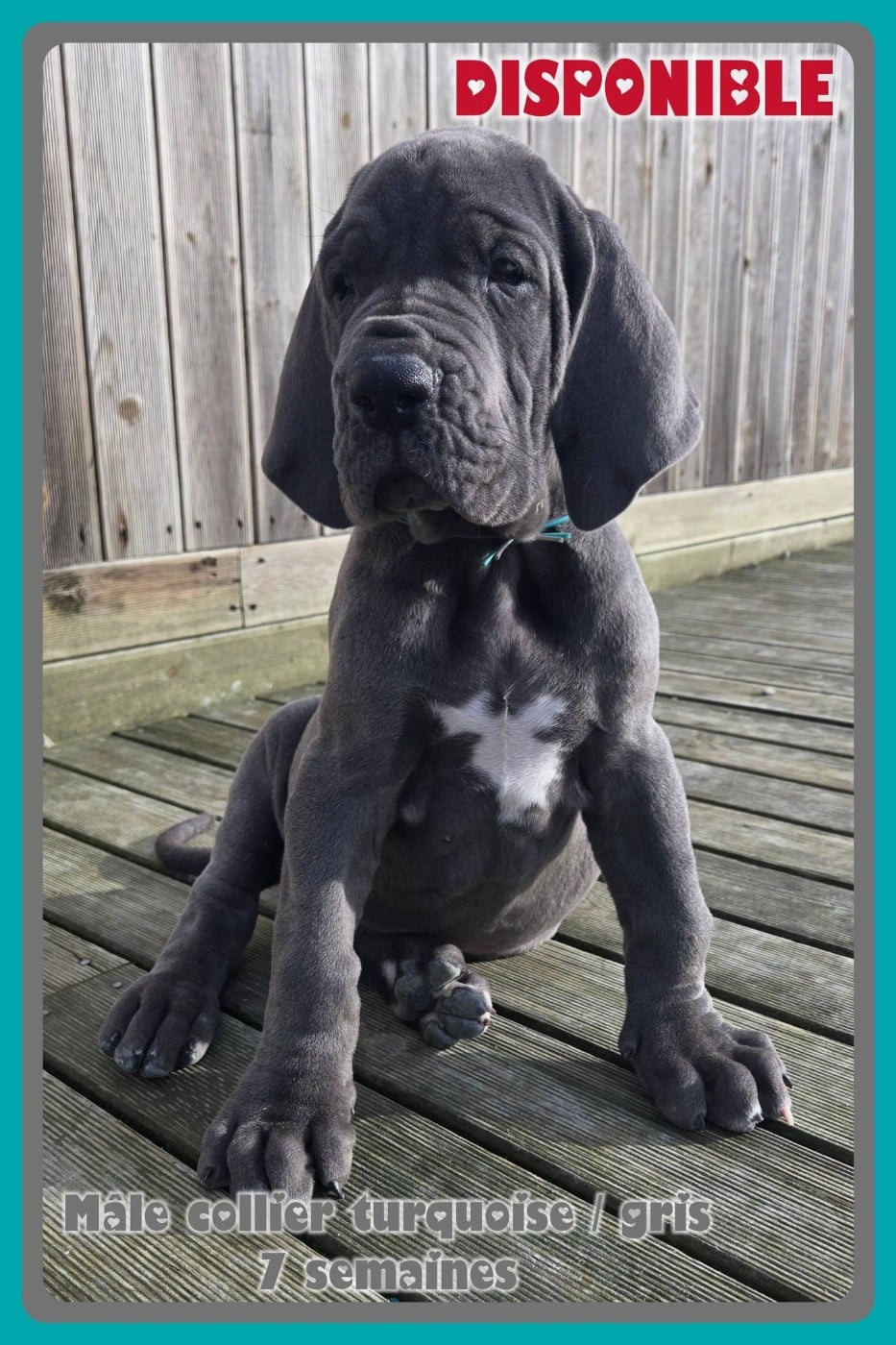 Mâle collier turquoise / gris