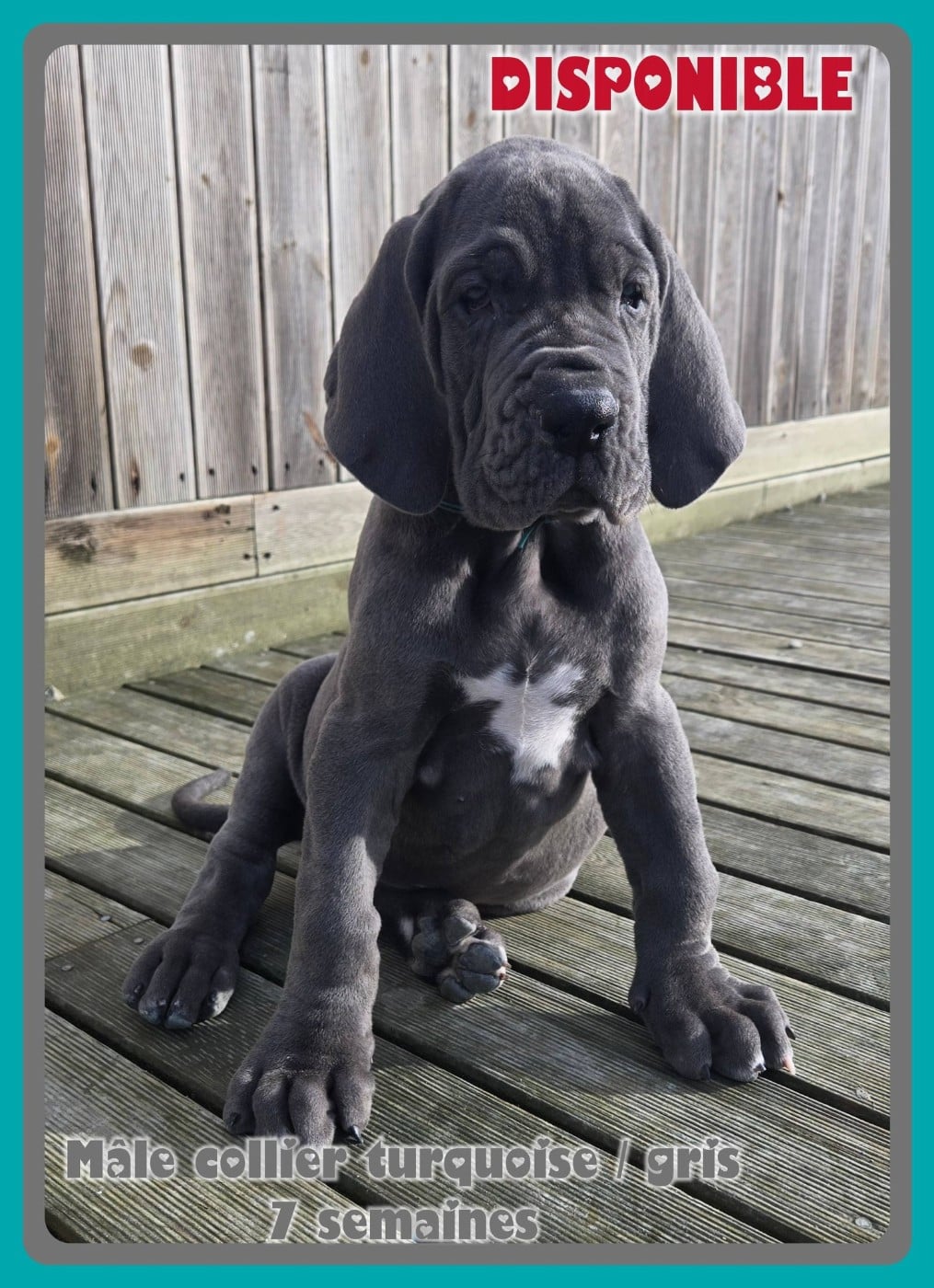 Mâle collier turquoise / gris