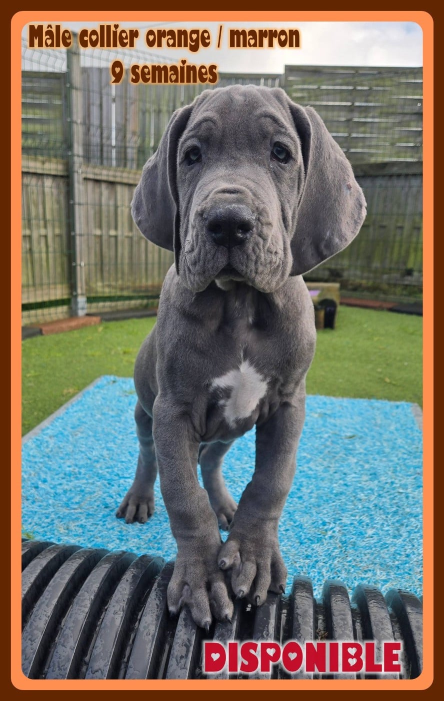 Dogue allemand - de la Lande des Géants Bleus