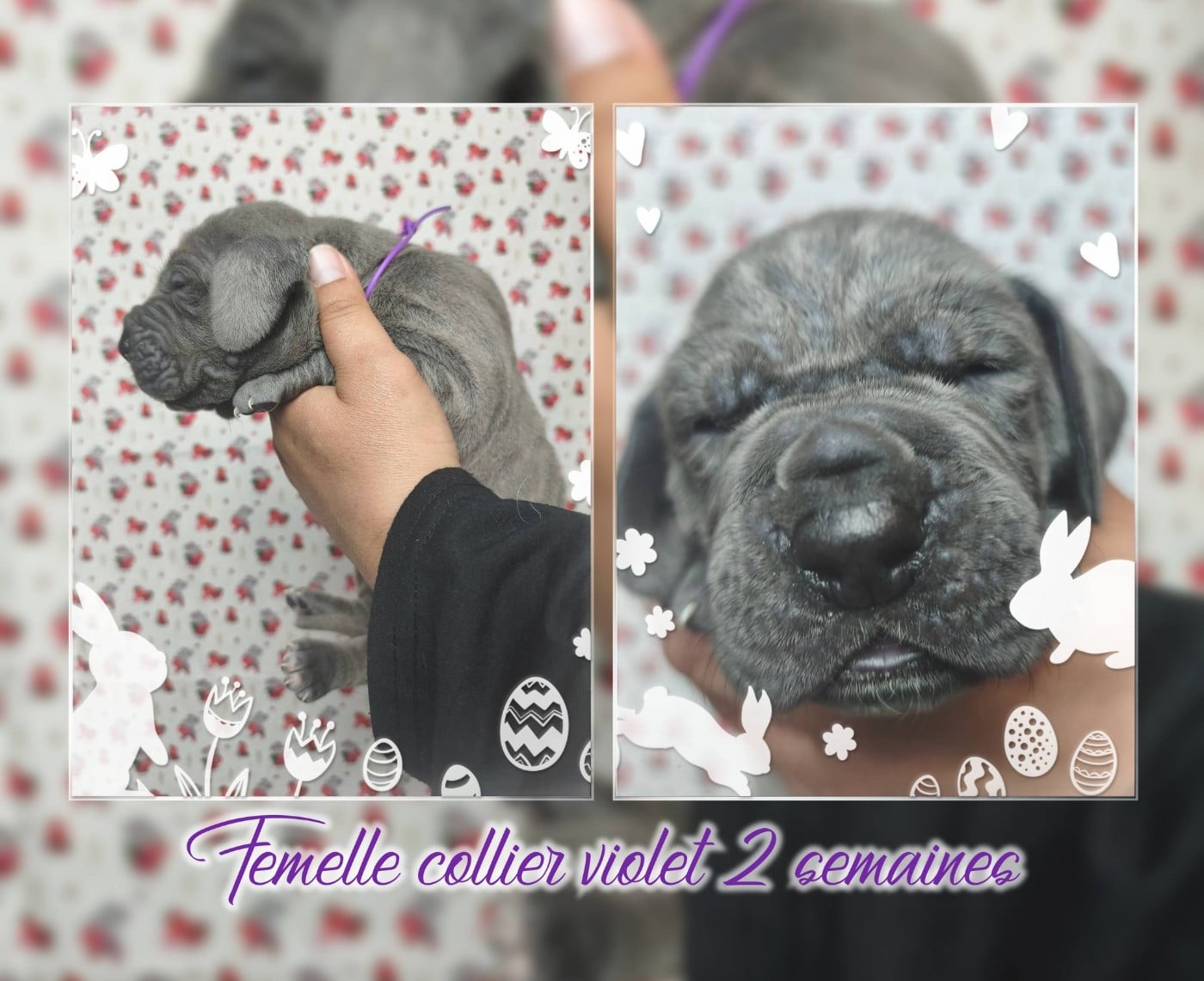 Femelle collier violet