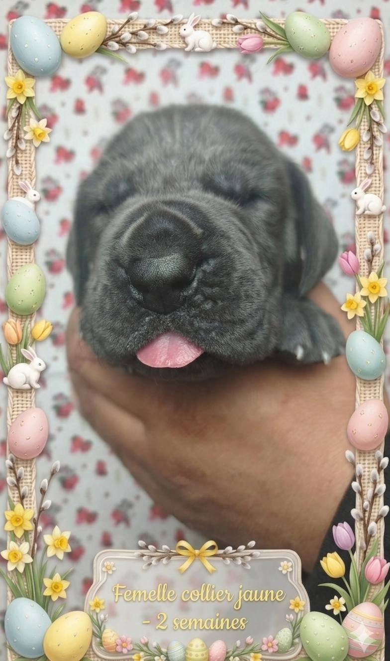Femelle collier jaune