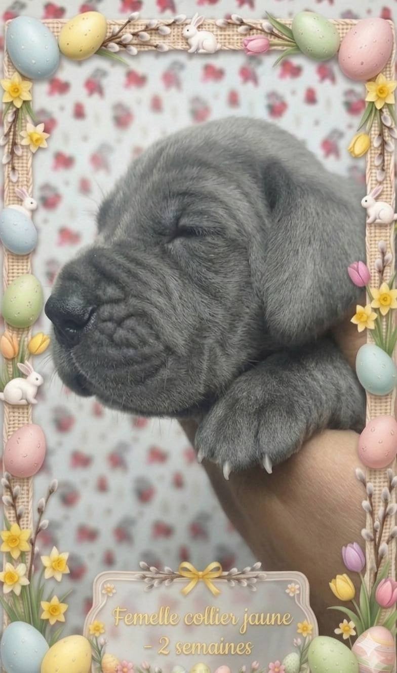 Femelle collier jaune