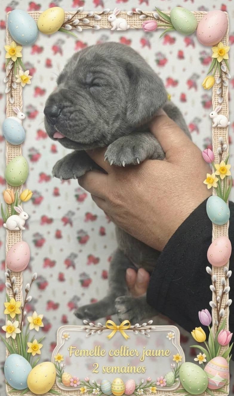 Femelle collier jaune