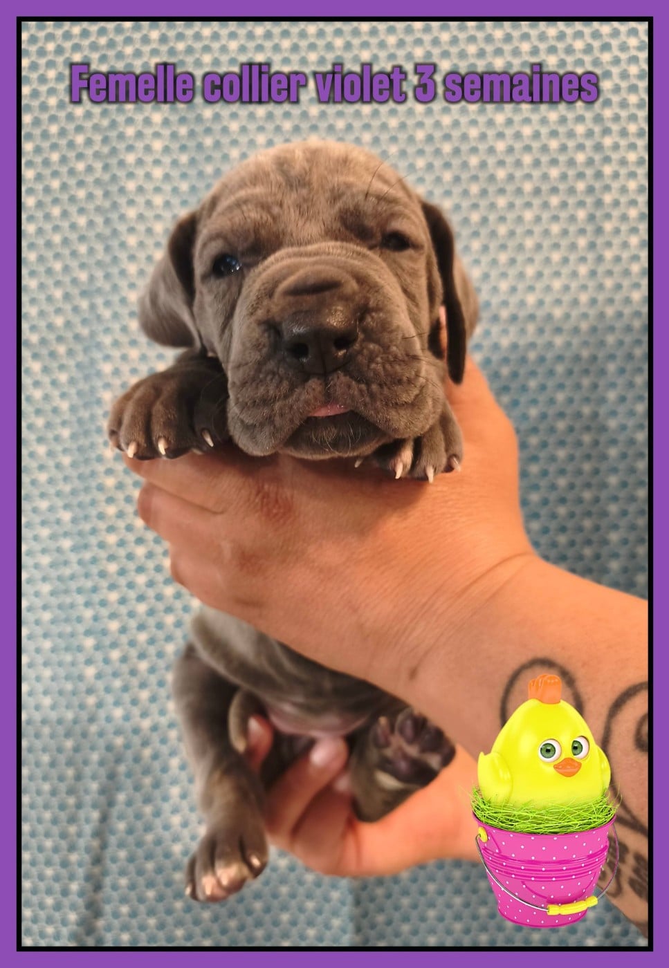 Dogue allemand - de la Lande des Géants Bleus