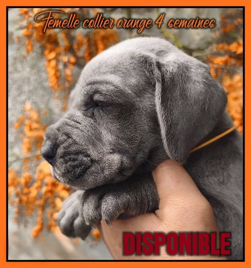 Femelle collier orange