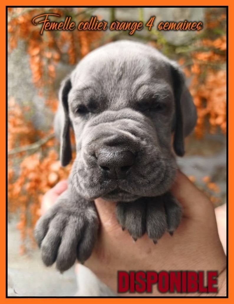 Femelle collier orange