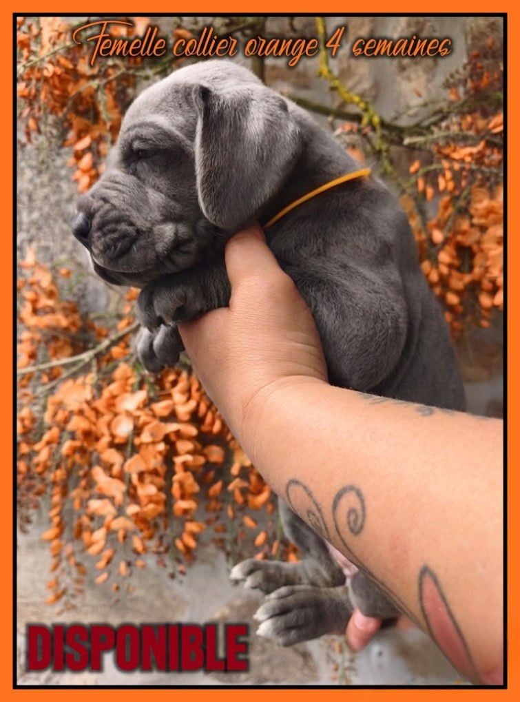 Femelle collier orange