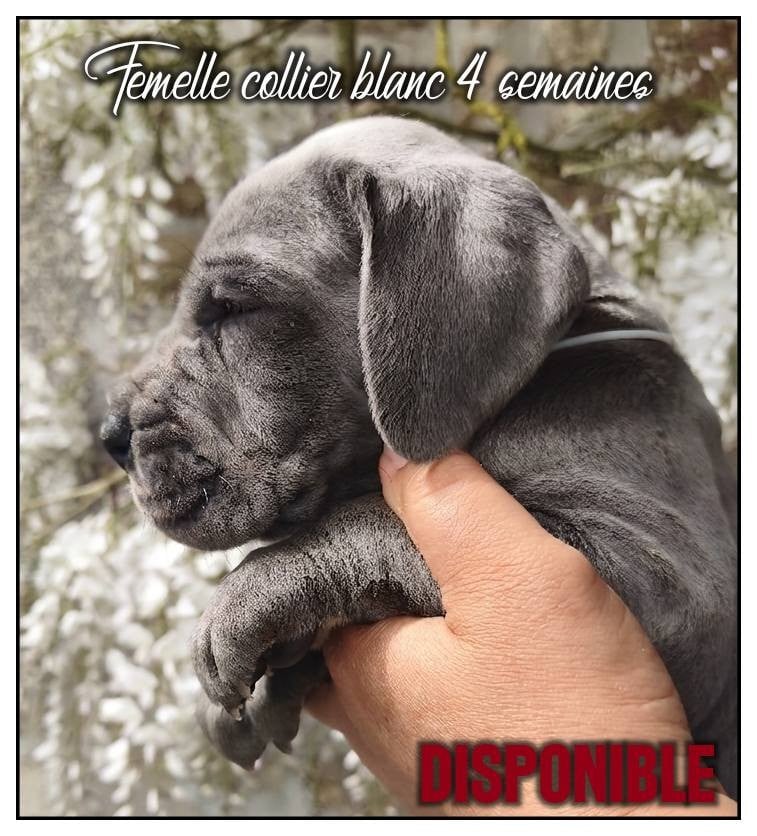 Femelle collier blanc