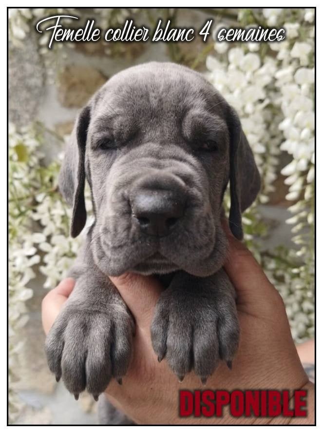 Femelle collier blanc