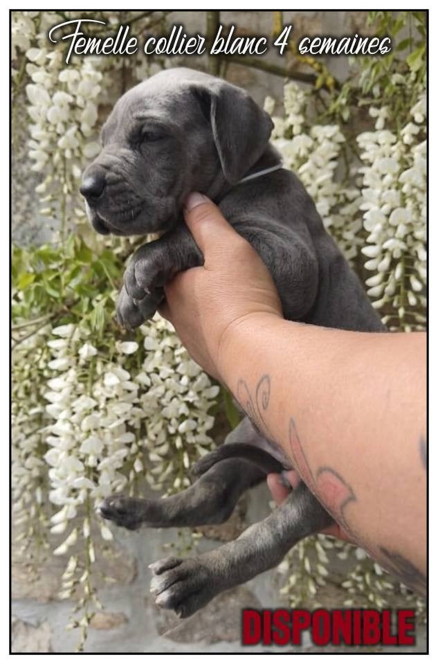 Femelle collier blanc