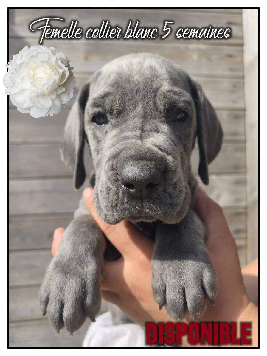 Dogue allemand - de la Lande des Géants Bleus