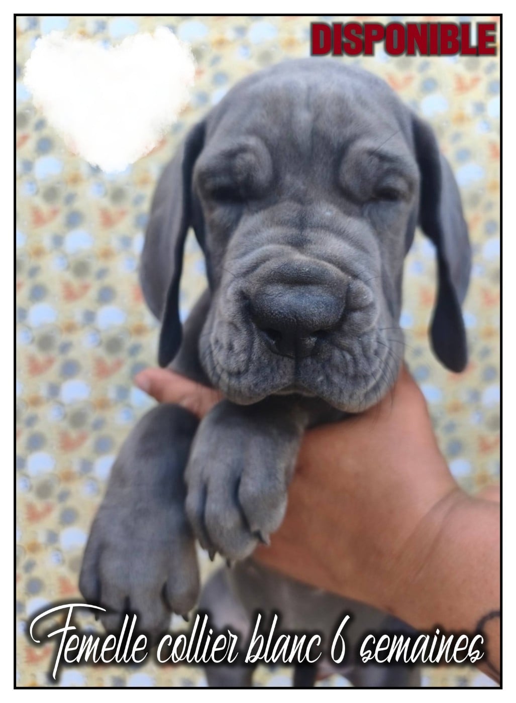 Dogue allemand - de la Lande des Géants Bleus