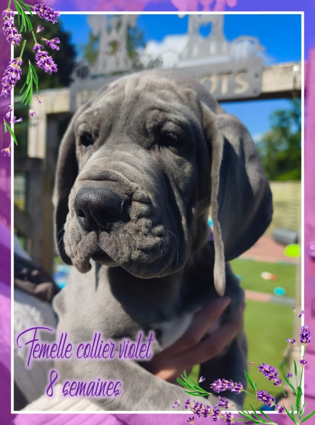 Femelle collier violet