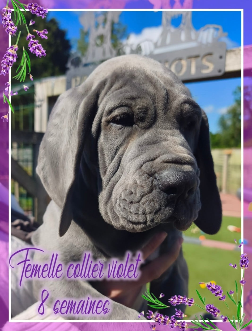 Femelle collier violet