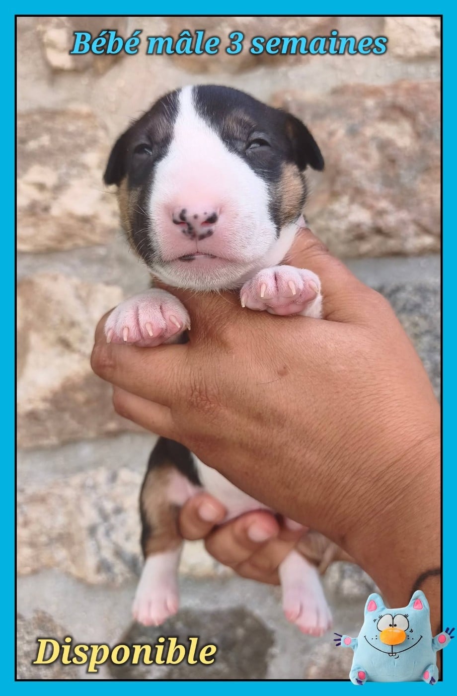 Bébé mâle tricolore