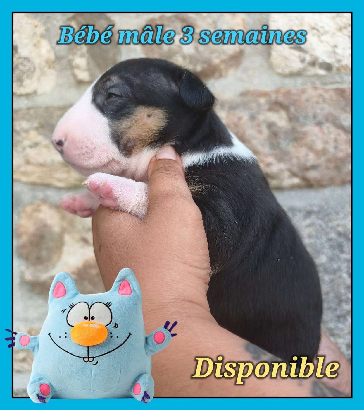 Bébé mâle tricolore