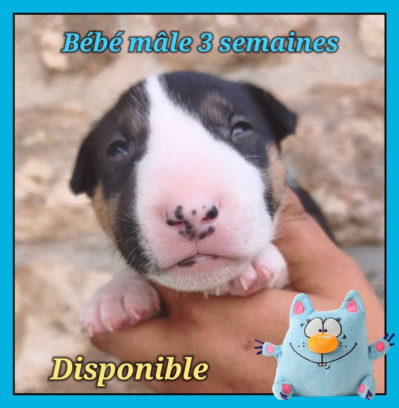 Bébé mâle tricolore