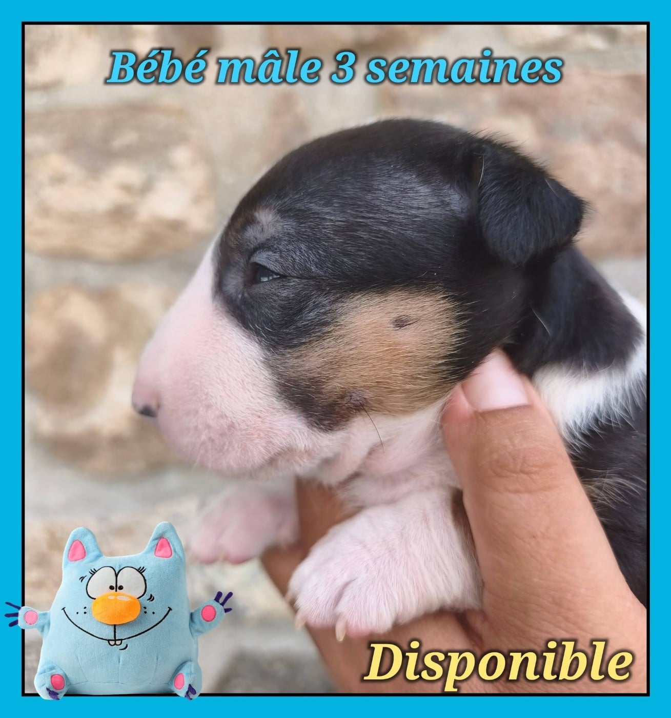 Bébé mâle tricolore