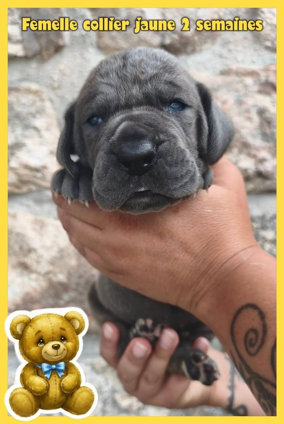 Dogue allemand - de la Lande des Géants Bleus