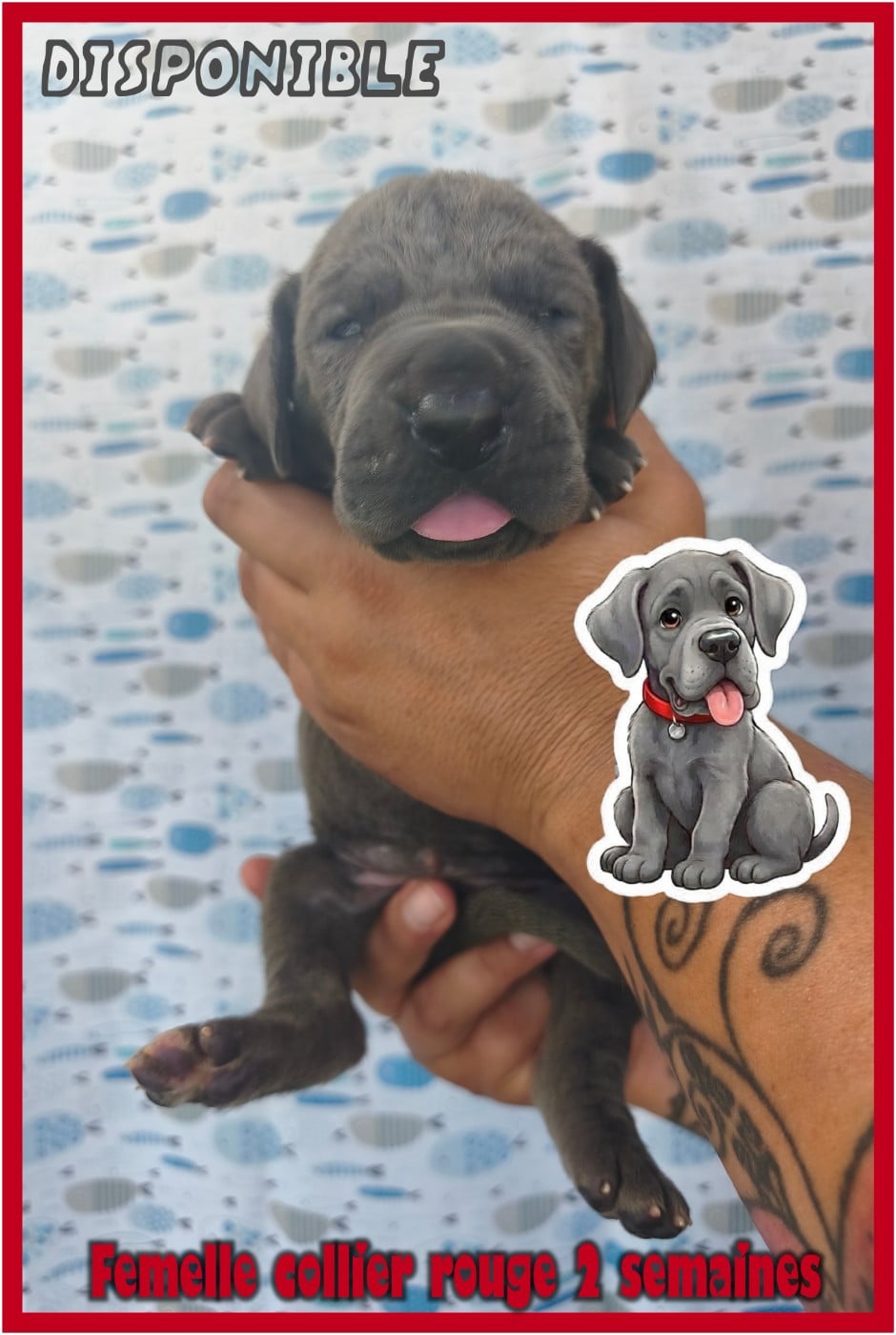 Dogue allemand - de la Lande des Géants Bleus