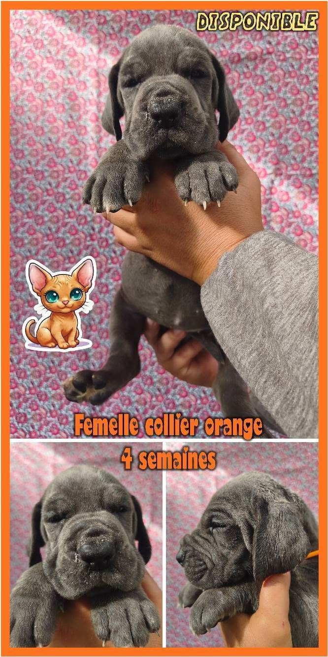 Femelle collier orange - Dogue allemand