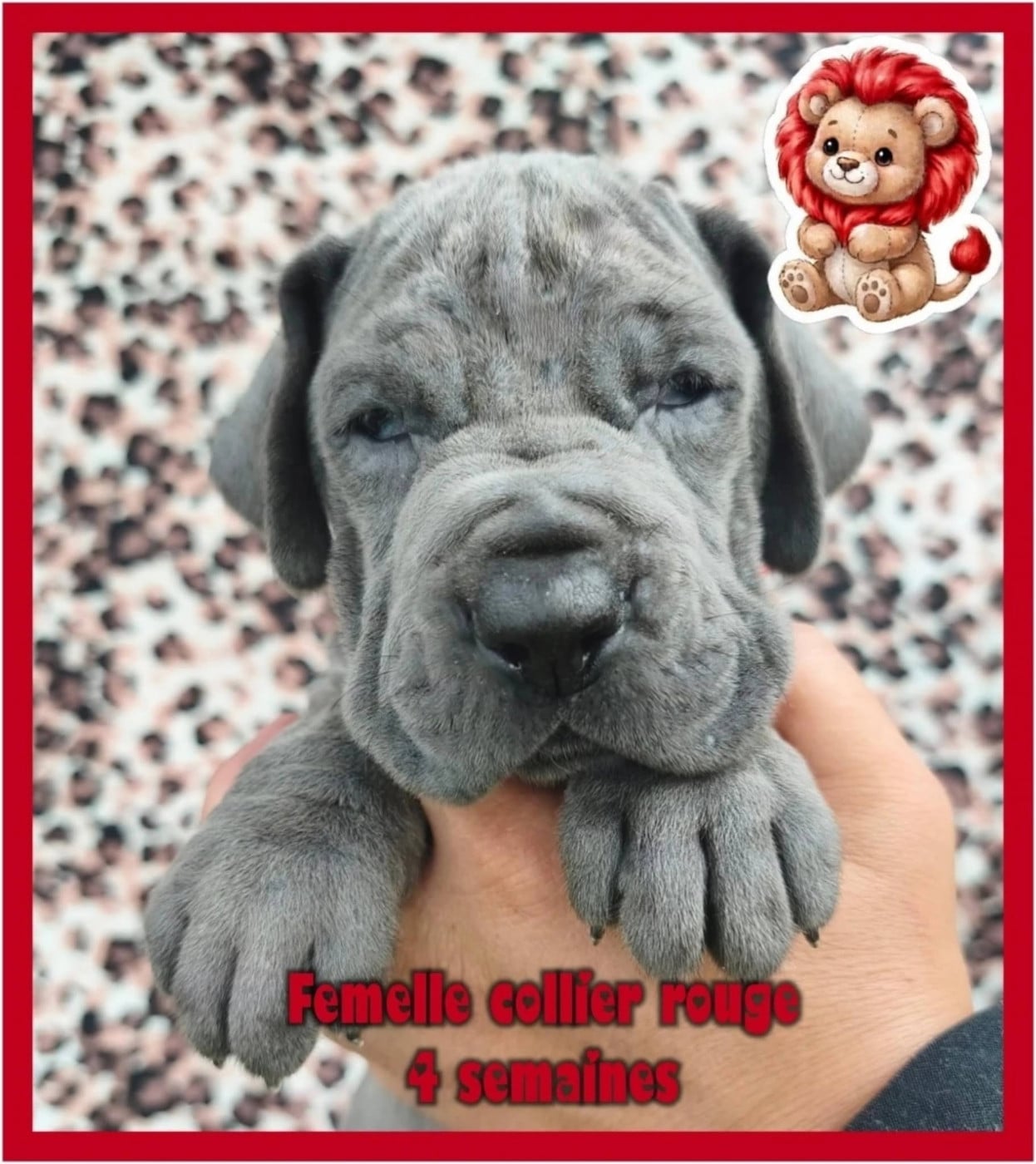 Dogue allemand - de la Lande des Géants Bleus