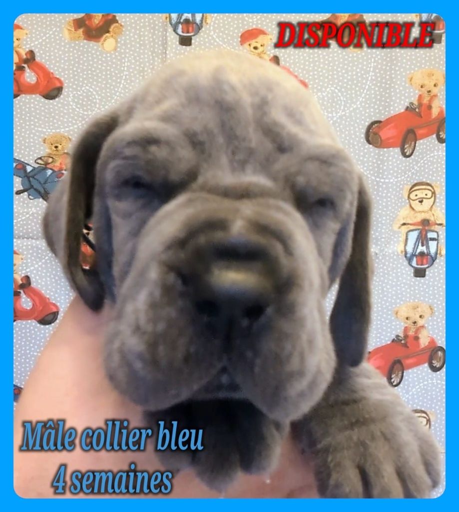 Collier Cristal Pour Chien Dogue Allemand - Crystal Animals - Transparent - Neuf Avec Étiquettes
