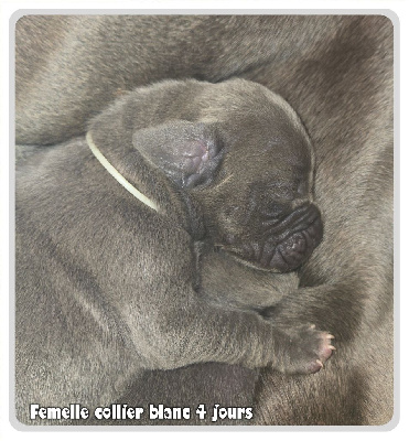 Les chiots de Dogue allemand