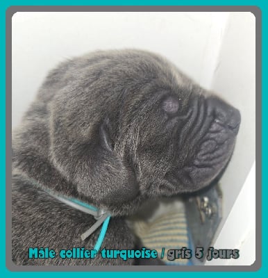 Les chiots de Dogue allemand