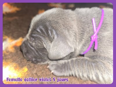 Les chiots de Dogue allemand