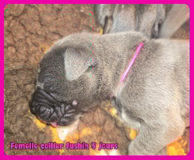 Les chiots de Dogue allemand