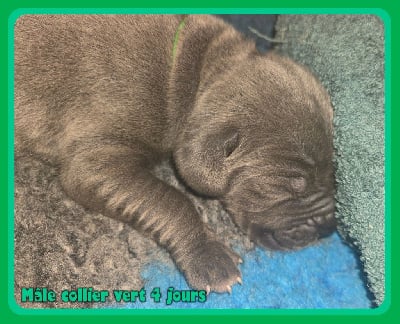 Les chiots de Dogue allemand