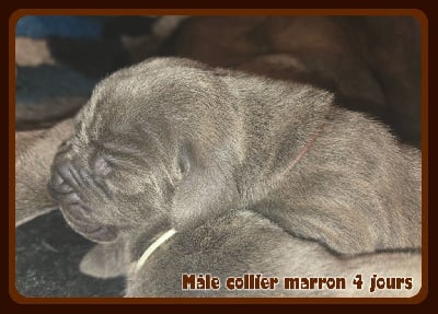 Les chiots de Dogue allemand