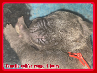 Les chiots de Dogue allemand
