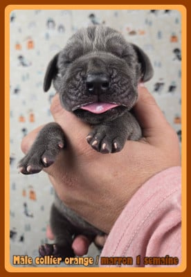 Les chiots de Dogue allemand