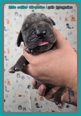 Les chiots de Dogue allemand