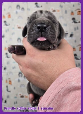 Les chiots de Dogue allemand