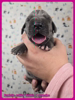 Les chiots de Dogue allemand