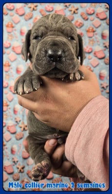 Les chiots de Dogue allemand