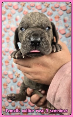 Les chiots de Dogue allemand