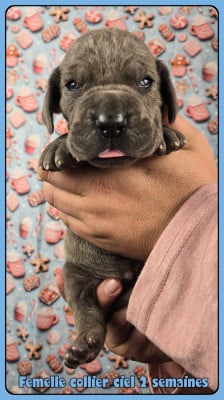 Les chiots de Dogue allemand