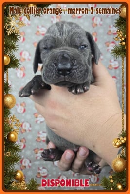 Les chiots de Dogue allemand