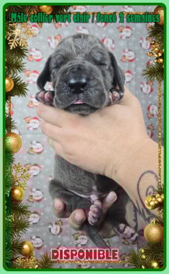 Les chiots de Dogue allemand