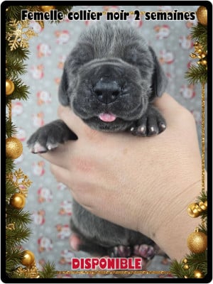 Les chiots de Dogue allemand